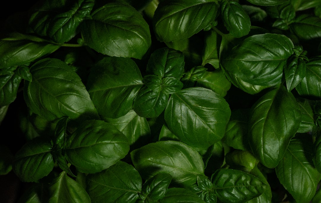 Photo culinary herbs cultivation