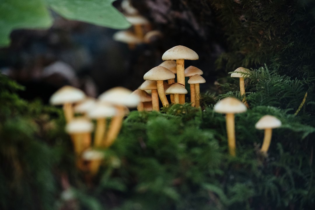Photo forest mushroom identification